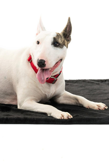 Black Sheared Beaver Faux Fur Pampered Pet Throw Black Sheared Beaver Faux Fur Pampered Pet Throw