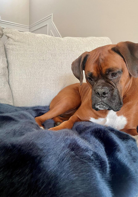 Steel Blue Mink Faux Fur Pampered Pet Throw Steel Blue Mink Faux Fur Pampered Pet Throw