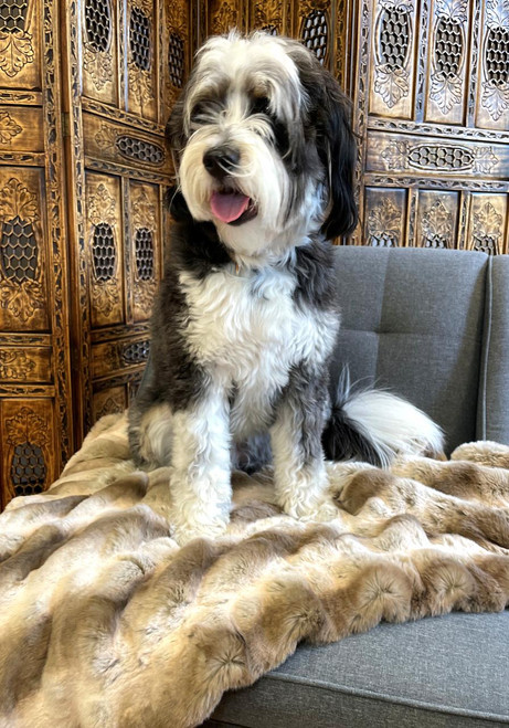 Truffle Chinchilla Faux Fur Pampered Pet Throw Truffle Chinchilla Faux Fur Pampered Pet Throw