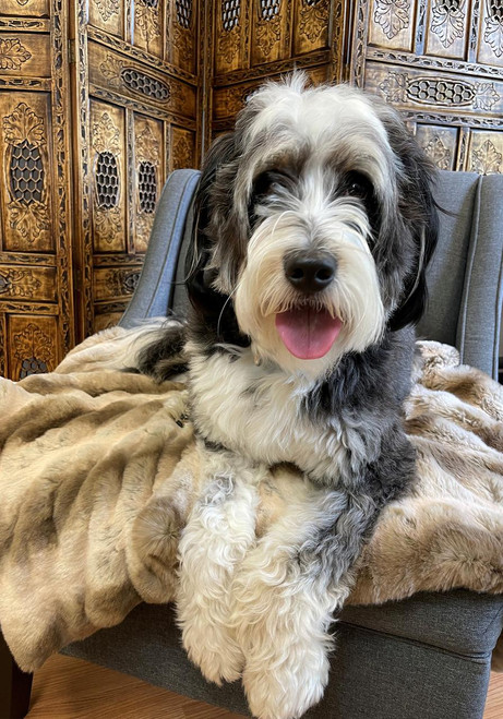 Truffle Chinchilla Faux Fur Pampered Pet Throw Truffle Chinchilla Faux Fur Pampered Pet Throw