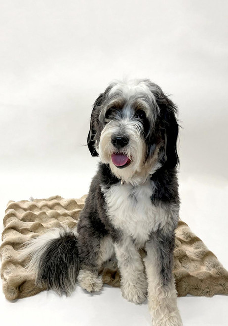 Truffle Chinchilla Faux Fur Pampered Pet Throw Truffle Chinchilla Faux Fur Pampered Pet Throw