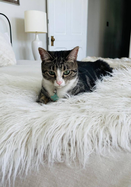 White Tibetan Lamb Faux Fur Pampered Pet Throw White Tibetan Lamb Faux Fur Pampered Pet Throw